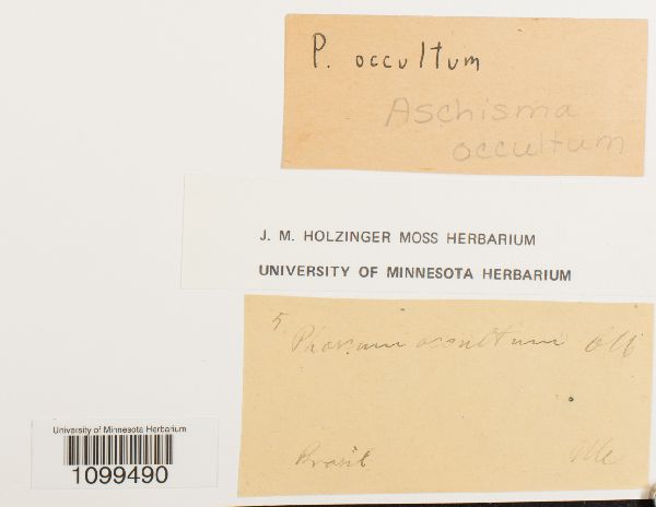 Aschisma occultum image