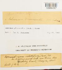 Media resource of Weissia phascopsis