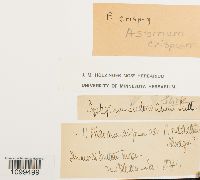 thumbnail image of current specimen