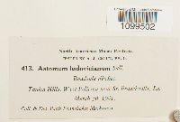 Astomum ludovicianum image