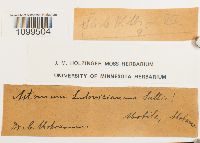 Astomum ludovicianum image