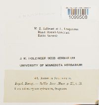 Weissia muhlenbergiana image