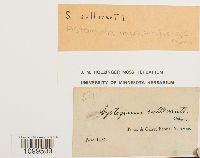 Weissia muhlenbergiana image