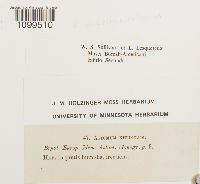 Weissia muhlenbergiana image