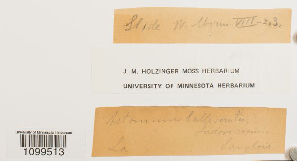 Weissia muhlenbergiana image