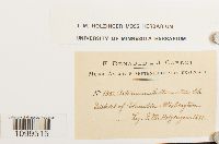 Weissia muhlenbergiana image