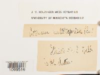 Weissia muhlenbergiana image