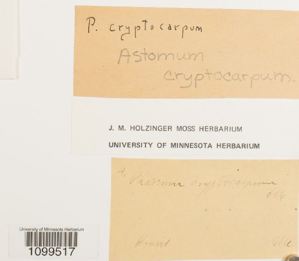 Astomum cryptocarpum image