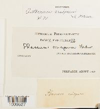 Astomum crispum image