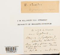 Astomum crispum image