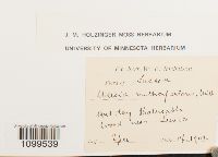 Astomum multicapsulare image