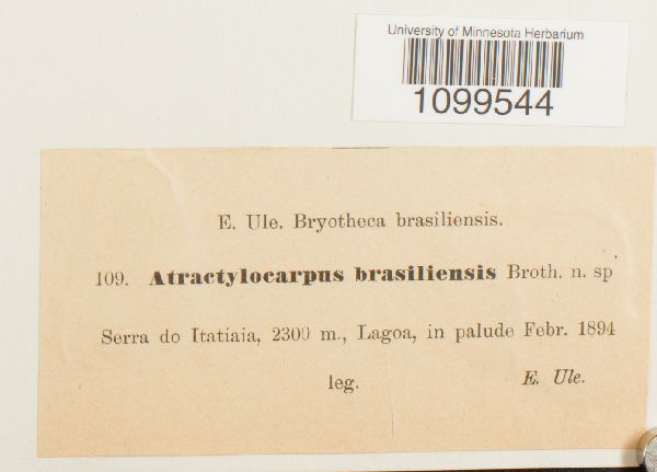 Atractylocarpus brasiliensis image