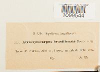 Image of Atractylocarpus brasiliensis