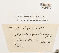 Atractylocarpus brasiliensis image