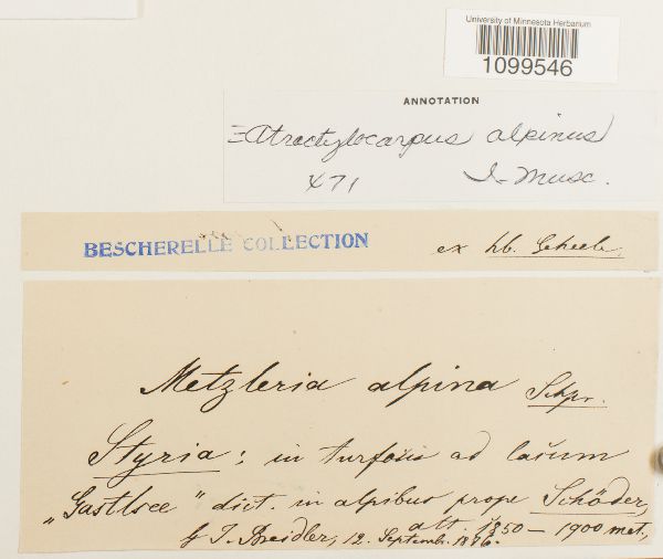 Atractylocarpus alpinus image