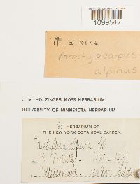 Atractylocarpus alpinus image