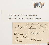 Atractylocarpus alpinus image