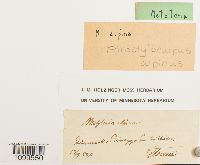 Atractylocarpus alpinus image