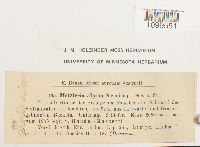 Atractylocarpus alpinus image