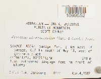 Atrichum altecristatum image