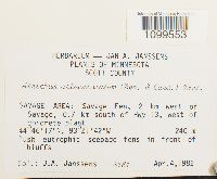 Atrichum altecristatum image