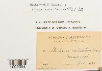 Atrichum altecristatum image