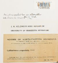 Atrichum altecristatum image