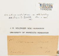 Atrichum altecristatum image