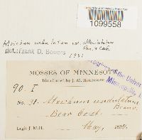 Atrichum altecristatum image