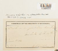 Atrichum altecristatum image