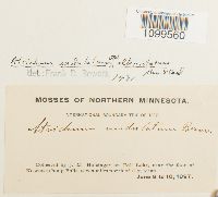 Atrichum altecristatum image