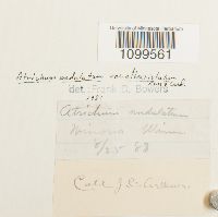 Atrichum altecristatum image