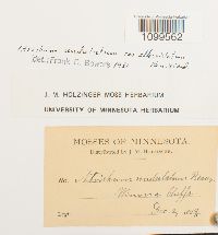 Atrichum altecristatum image