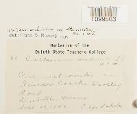 Atrichum altecristatum image