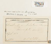 Atrichum altecristatum image