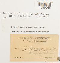 Atrichum altecristatum image