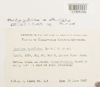 Atrichum altecristatum image