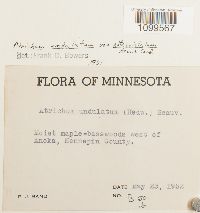 Atrichum altecristatum image