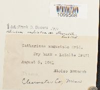 Atrichum altecristatum image