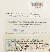 Atrichum altecristatum image