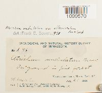 Atrichum altecristatum image