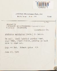 Atrichum altecristatum image