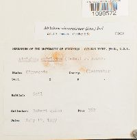 Atrichum altecristatum image