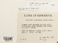 Atrichum altecristatum image