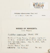 Atrichum altecristatum image