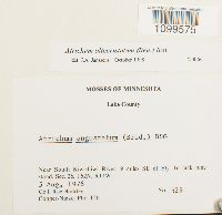 Atrichum altecristatum image