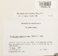 Atrichum altecristatum image