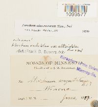 Atrichum altecristatum image