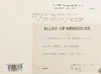 Atrichum altecristatum image