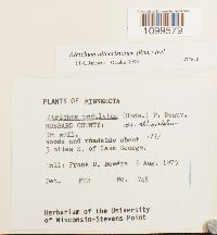 Atrichum altecristatum image